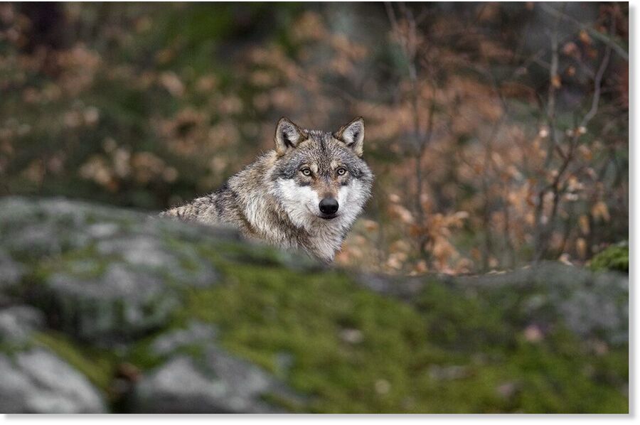 Click to enlarge In northern Tajikistan, a wolf attacked two local shepherds, injuring them; illustrative photo