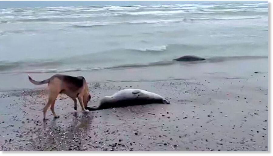 A dog sniffs a dead Caspian seal along a coastline in Dagestan.