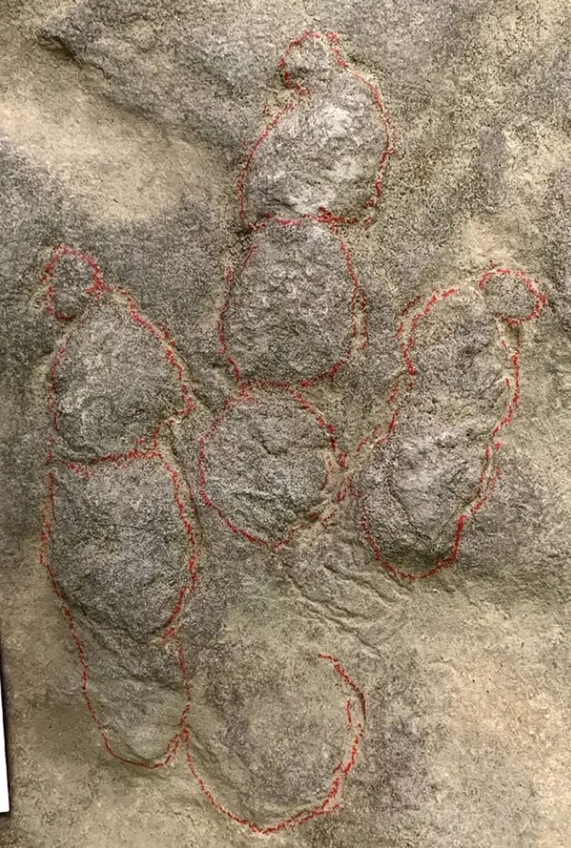 Click to enlarge close up dinosaur tracks china stepping stones
