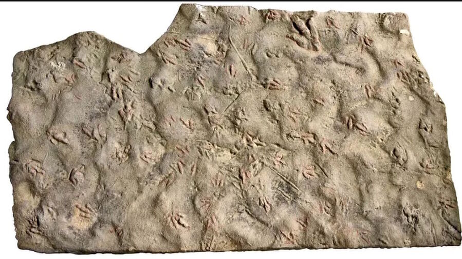 Click to enlarge dinosaur tracks china stepping stones