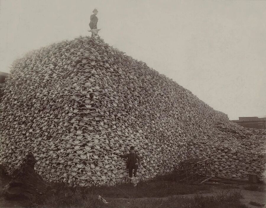 buffalo slaughter native indian starvation pile of skulls