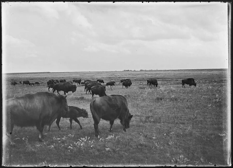 buffalo cow hybrid historical photo