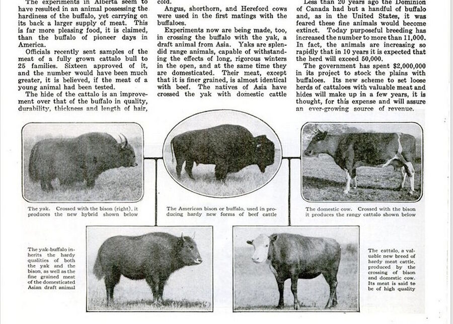 cow buffalo hybrid popular science report