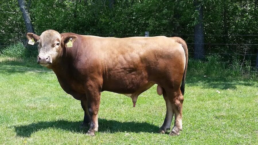 beefalo cow buffalo hybrid