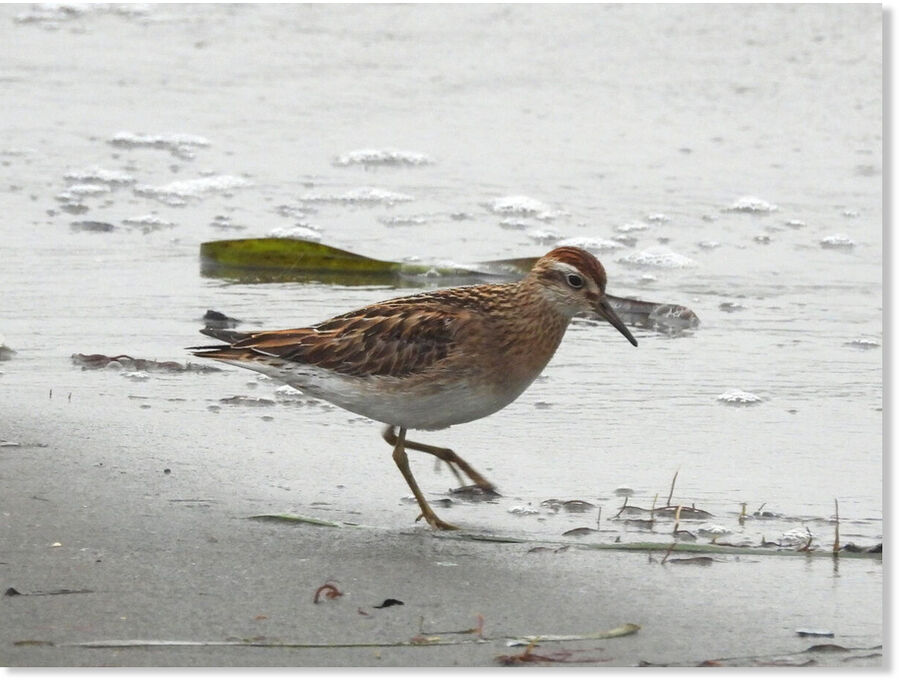 Click to enlarge A rare, golden-toned sharp-tailed sandpiper walking in the mud at Elsie Roemer as the author first saw a bird she didn’t recognize.