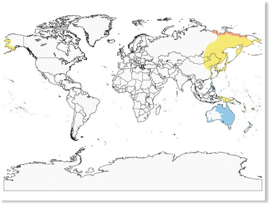 Click to enlarge A range map in Birds of the World shows the sharp-tailed sandpiper’s breeding range in yellow and wintering range in blue.