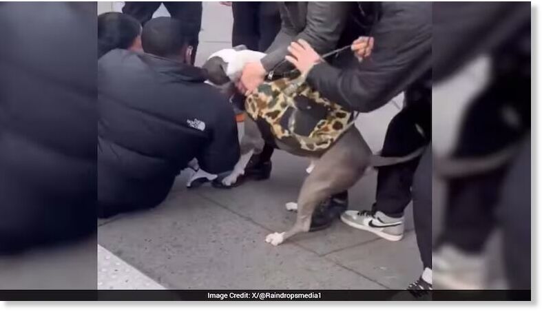 Screengrab of the video showing the pitbull biting the baby's leg.