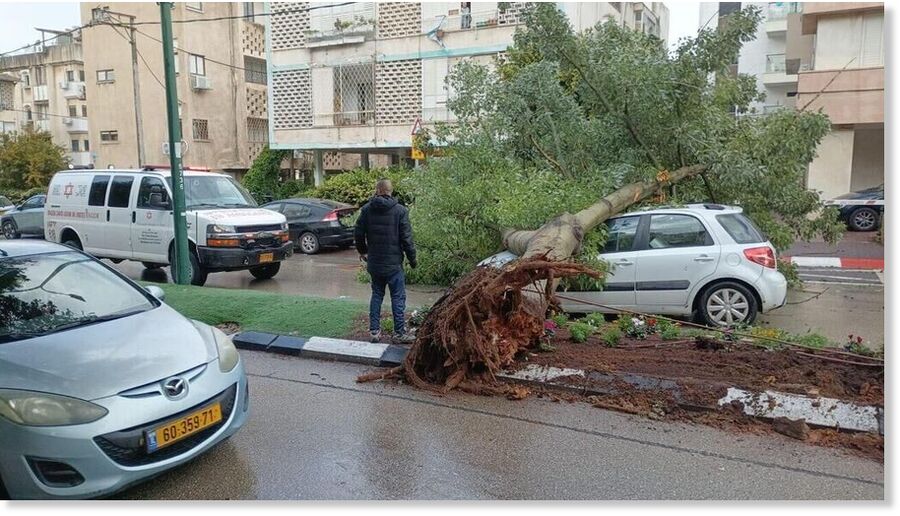 Tree falls onto passing car in Herzliya