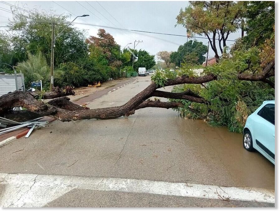 Trees uprooted in moshav Matzliah due to strong winds