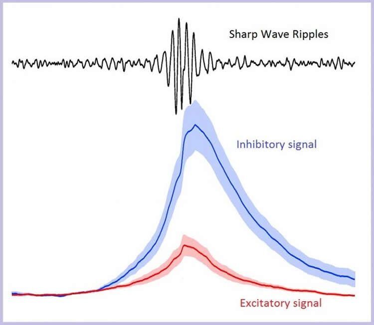 Click to enlarge sharp brain wave ripple memory formation