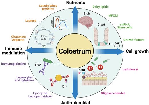 Click to enlarge colostrum