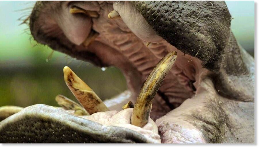 A hippopotamus opens its mouth.