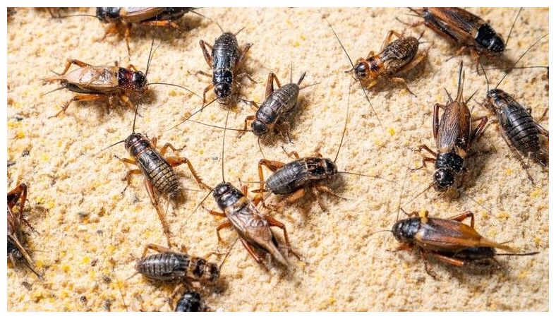 Crickets being bred on a farm.
