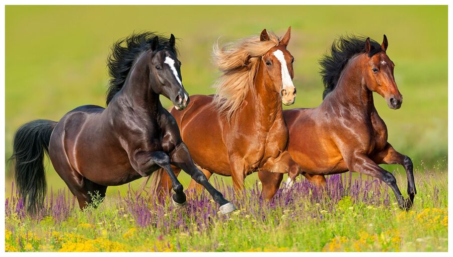 Horses