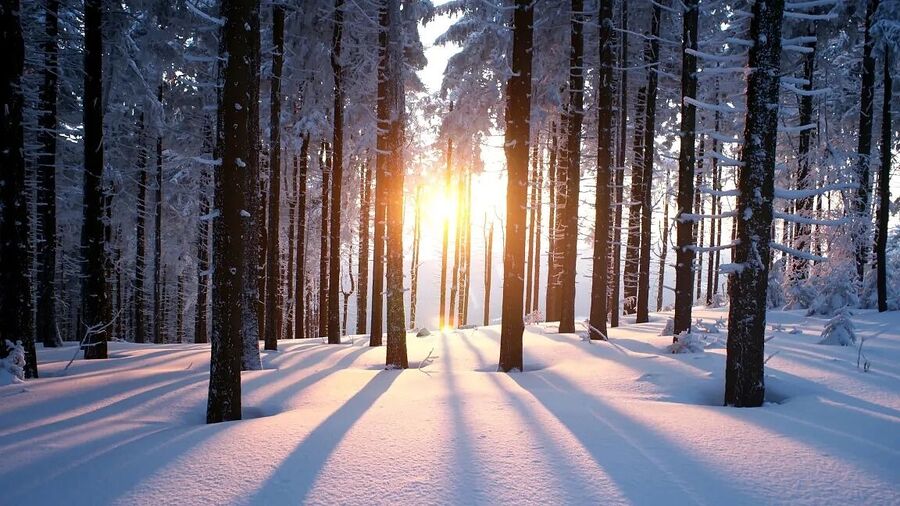forest snow sunrise