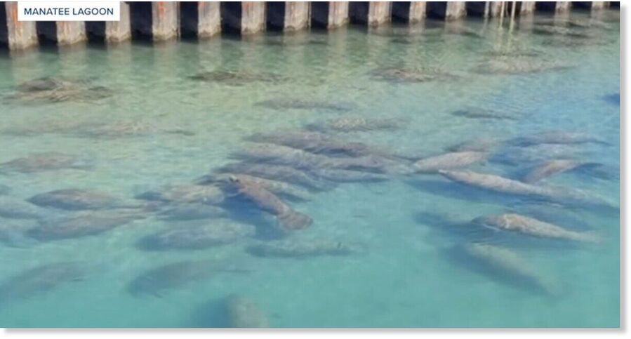 Click to enlarge 160 manatees spotted at Manatee Lagoon amid cold snap