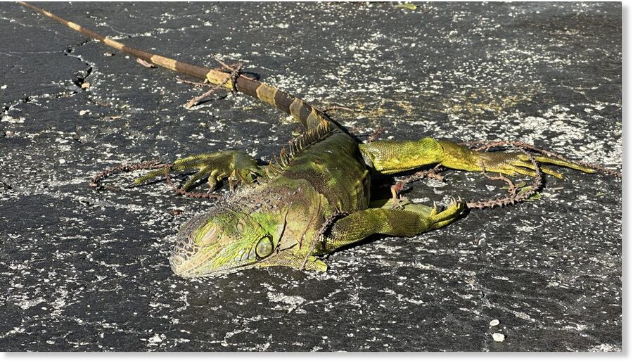 Click to enlarge A cold-stunned iguana on the ground in North Bay VIllage, Florida on Feb. 1, 2026.
