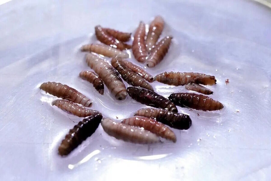 Click to enlarge larvae screweorm fly parasite cattle texas