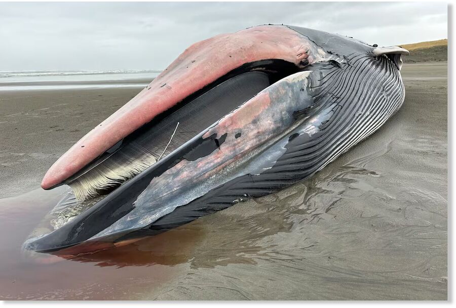 Click to enlarge A dead fin whale washed ashore on Sunset Beach in Clatsop County, Ore., on Feb. 7, 2026.