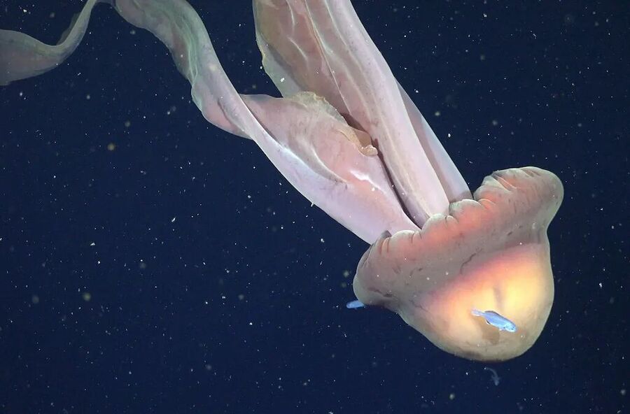 giant phantom jelly