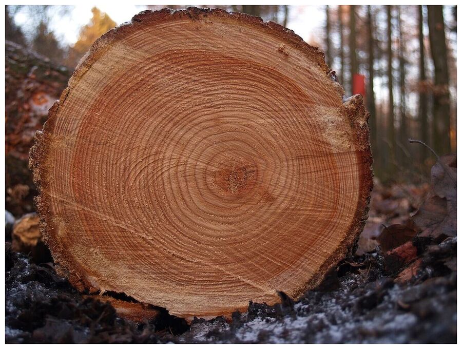 Tree Ring
