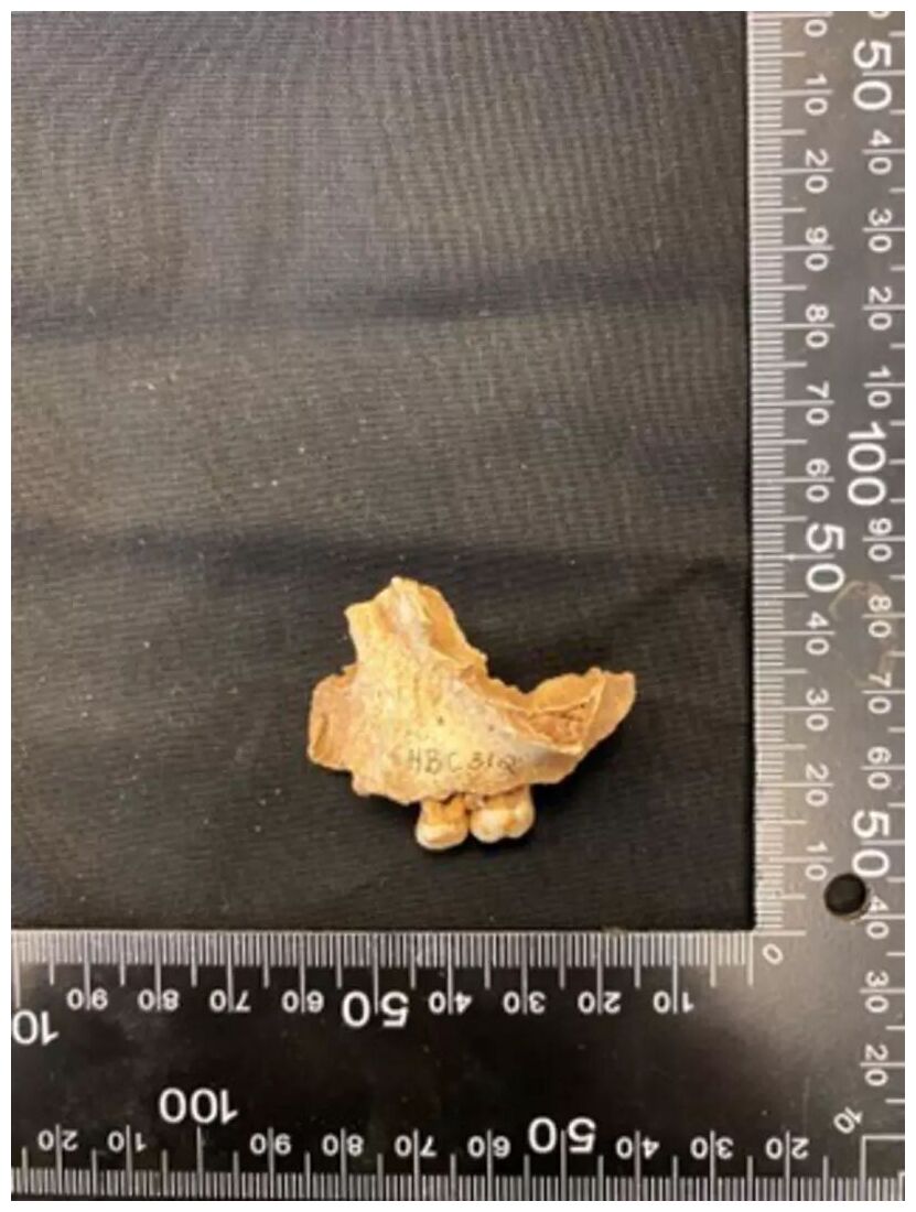 Click to enlarge fragment of maxilla