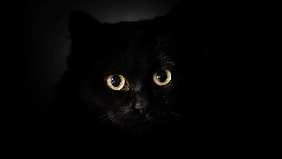 black cat