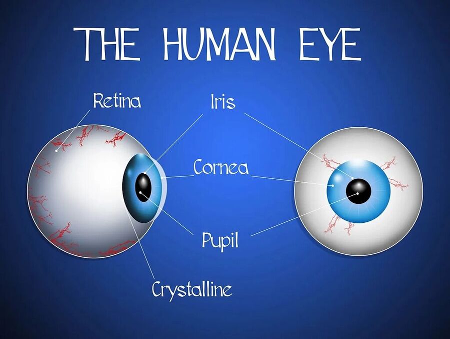 Click to enlarge human eye parts