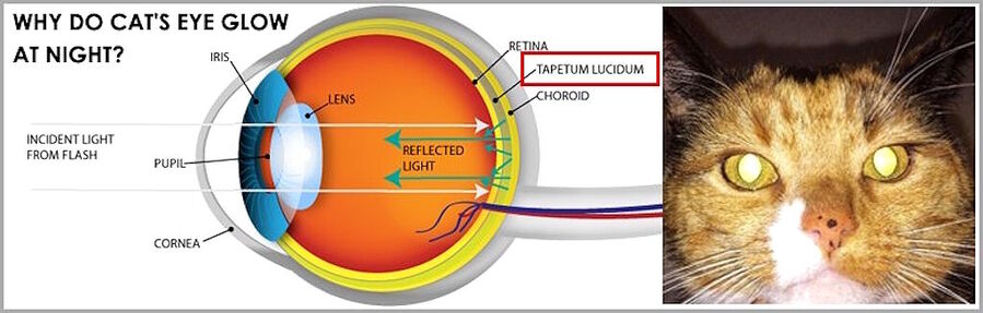Click to enlarge cat eye tapetum lucidum night vision glow in dark