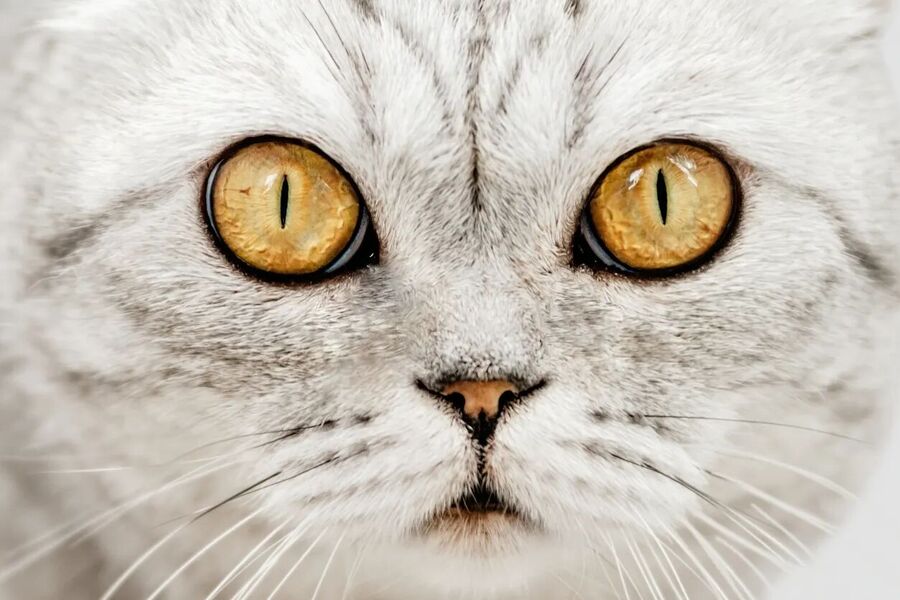 Click to enlarge cat lenses narrow slit daylight