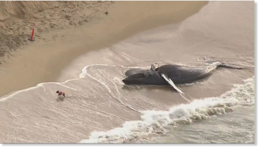 Dead humpback whale washes ashore at Newport Beach