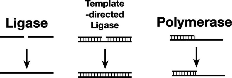 Click to enlarge rna self replication ligase polymerase