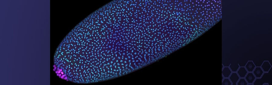Drosophila embryo nuclear division development