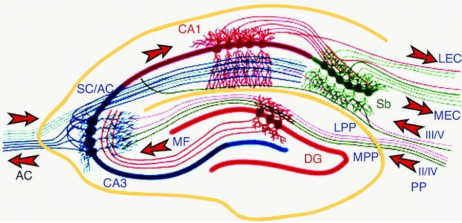 CA1 neurons memory hippocampus