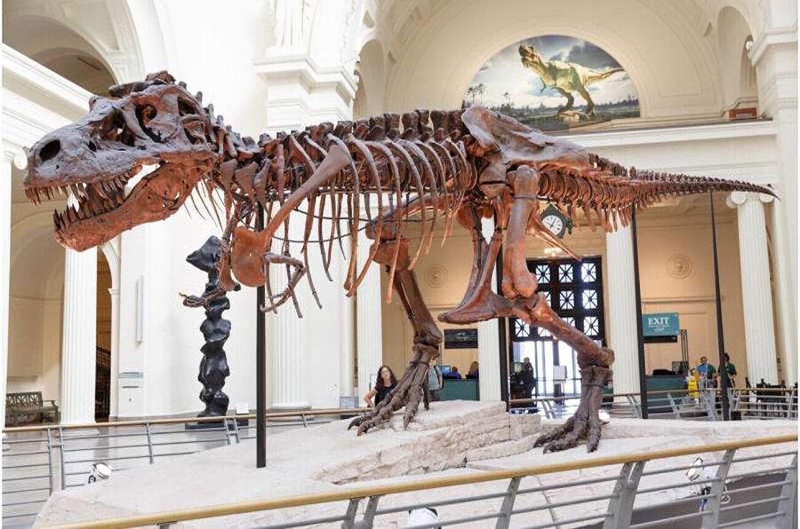 Tyrannosaurus rex t. rex skeleton complete