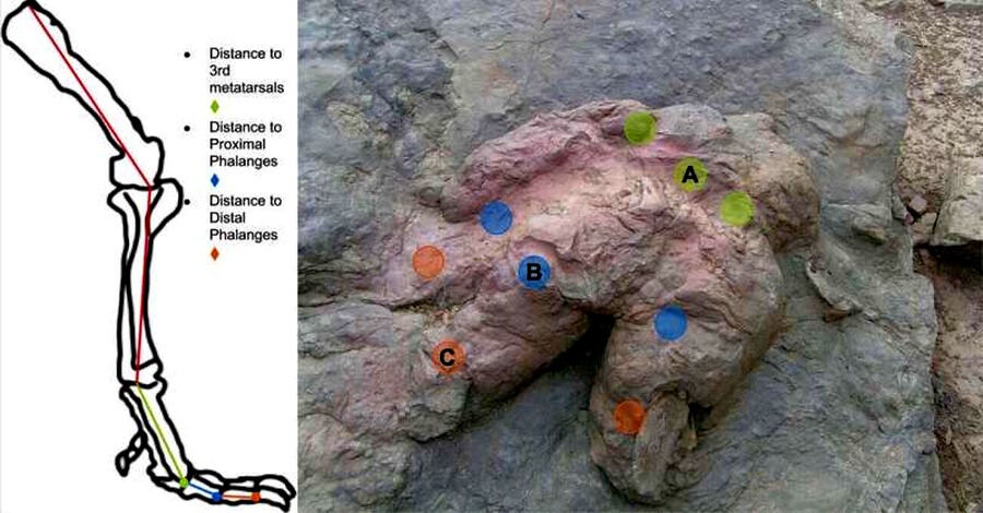 Click to enlarge Tyrannosaurus rex foot cast analysis gait