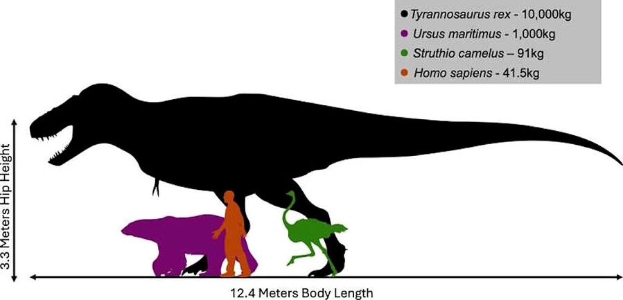 Click to enlarge tyrannosauru rex human size comparison