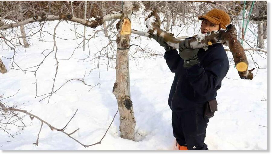 Click to enlarge A farmer holds a branch that broke off an apple tree due to snow in Hirosaki, Aomori Prefecture, on Feb. 16. “This is useless,” he said.