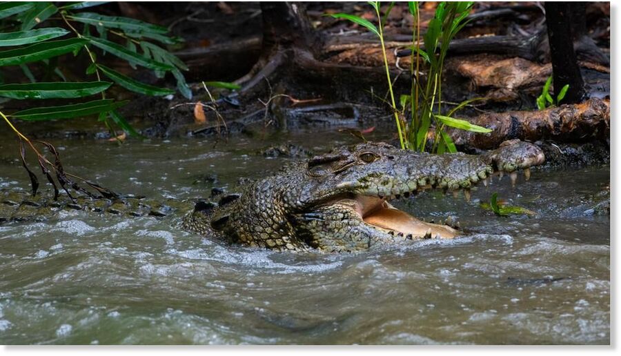 Click to enlarge Crocodiles are on the move in flood-affected Northern Territory, making rivers and streets extremely dangerous for residents