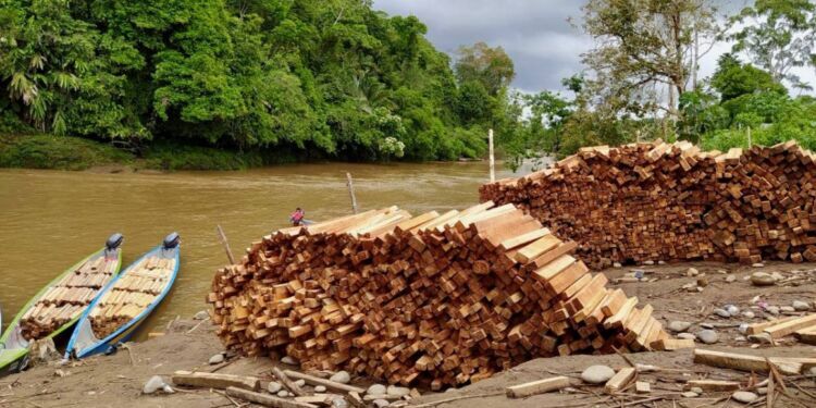 Balsa Trees Illegally Logged