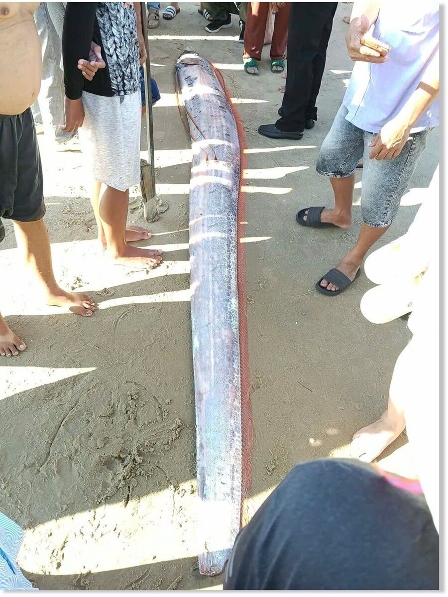 Vietnamese fishermen save a rare and endangered species of oarfish.