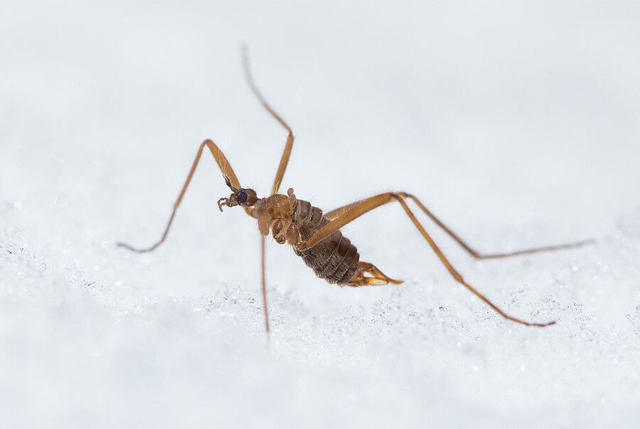 snow fly close up