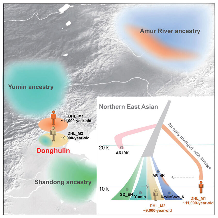 Click to enlarge Lineage Map