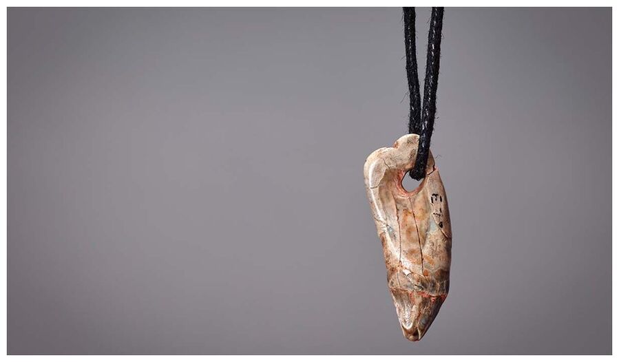 Click to enlarge Seal Tooth