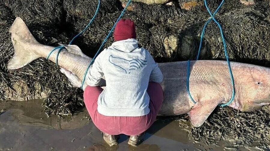 Click to enlarge dead greenland shark ireland