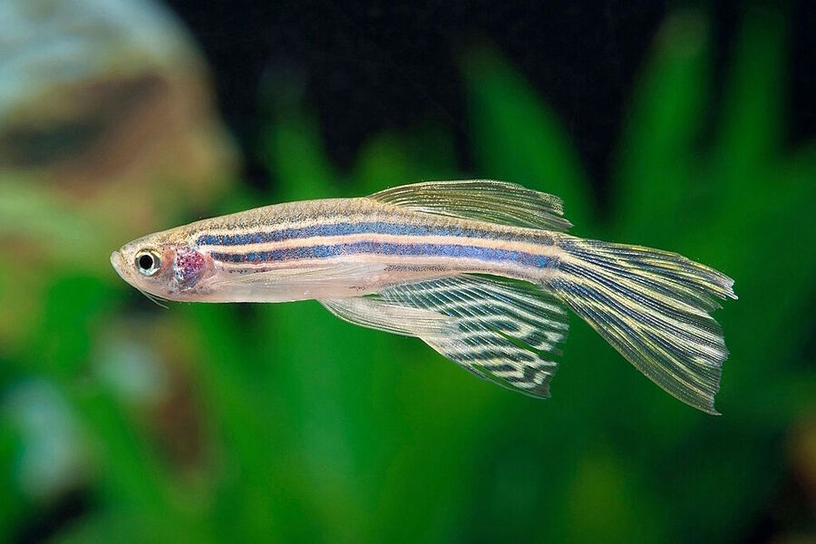 zebrafish sleep research melatonin