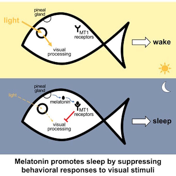 Click to enlarge sleep research melatonin fish model