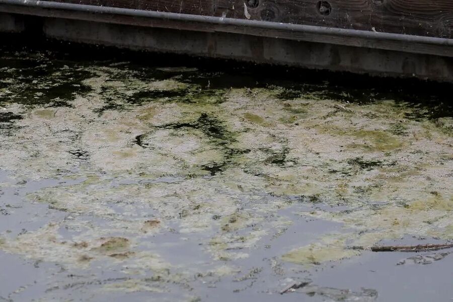 Click to enlarge septic runoff long island flesh eating disease