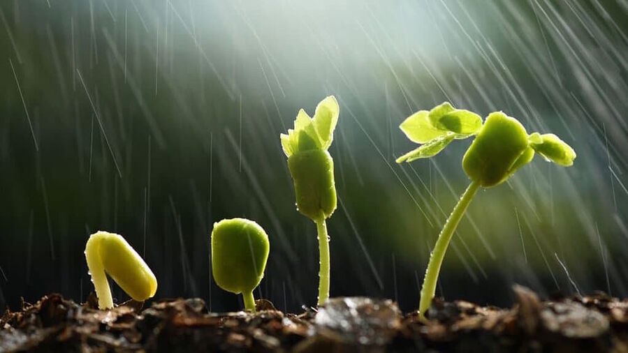 rain fall seedlings