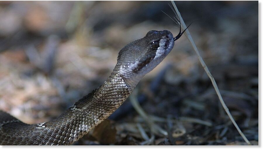 Click to enlarge Rattlesnakes are the only native venomous snakes typically found in California